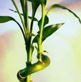 لاکی بامبو , Ribbon Dracaena , Belgian Evergreen , Ribbon Plant
